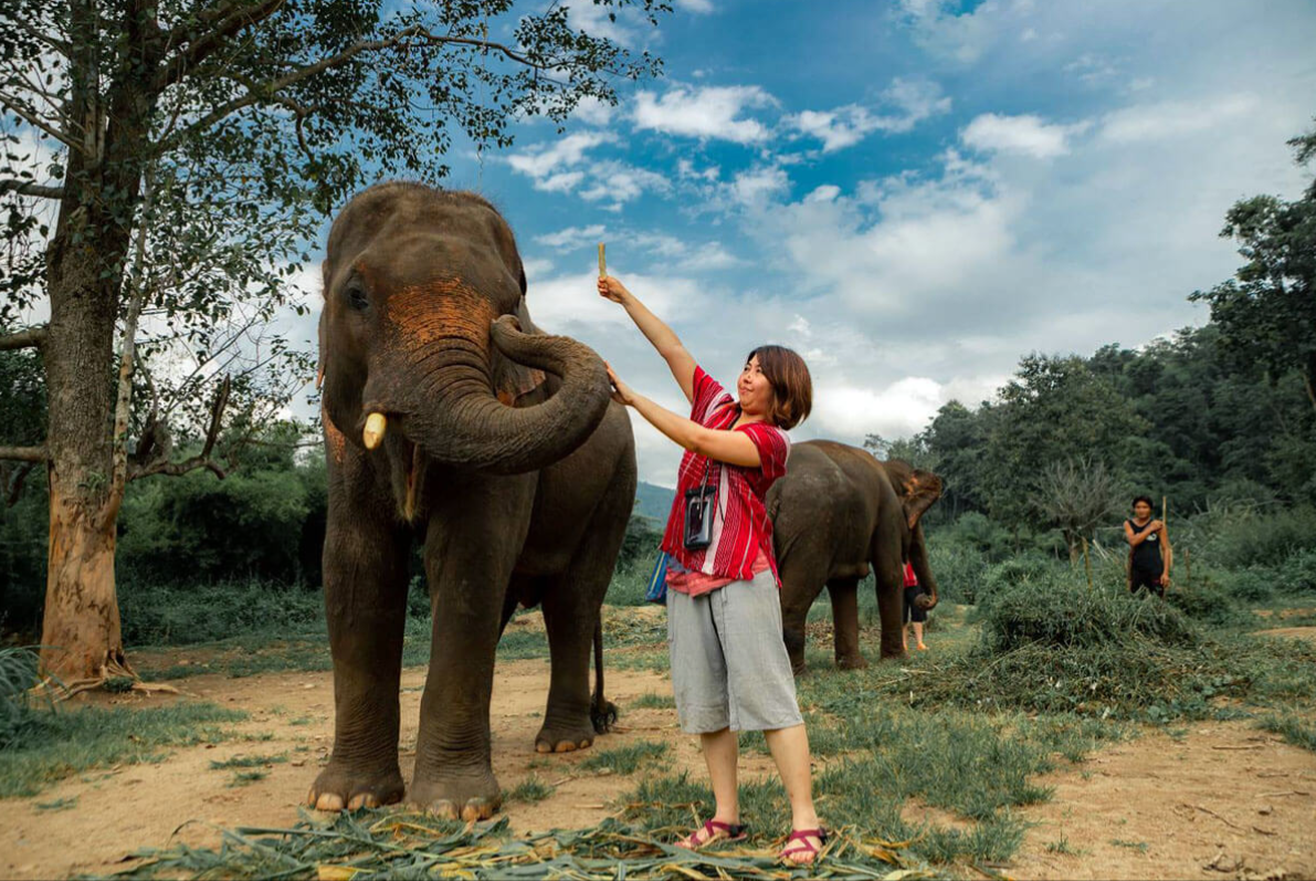 Feeding the elephants