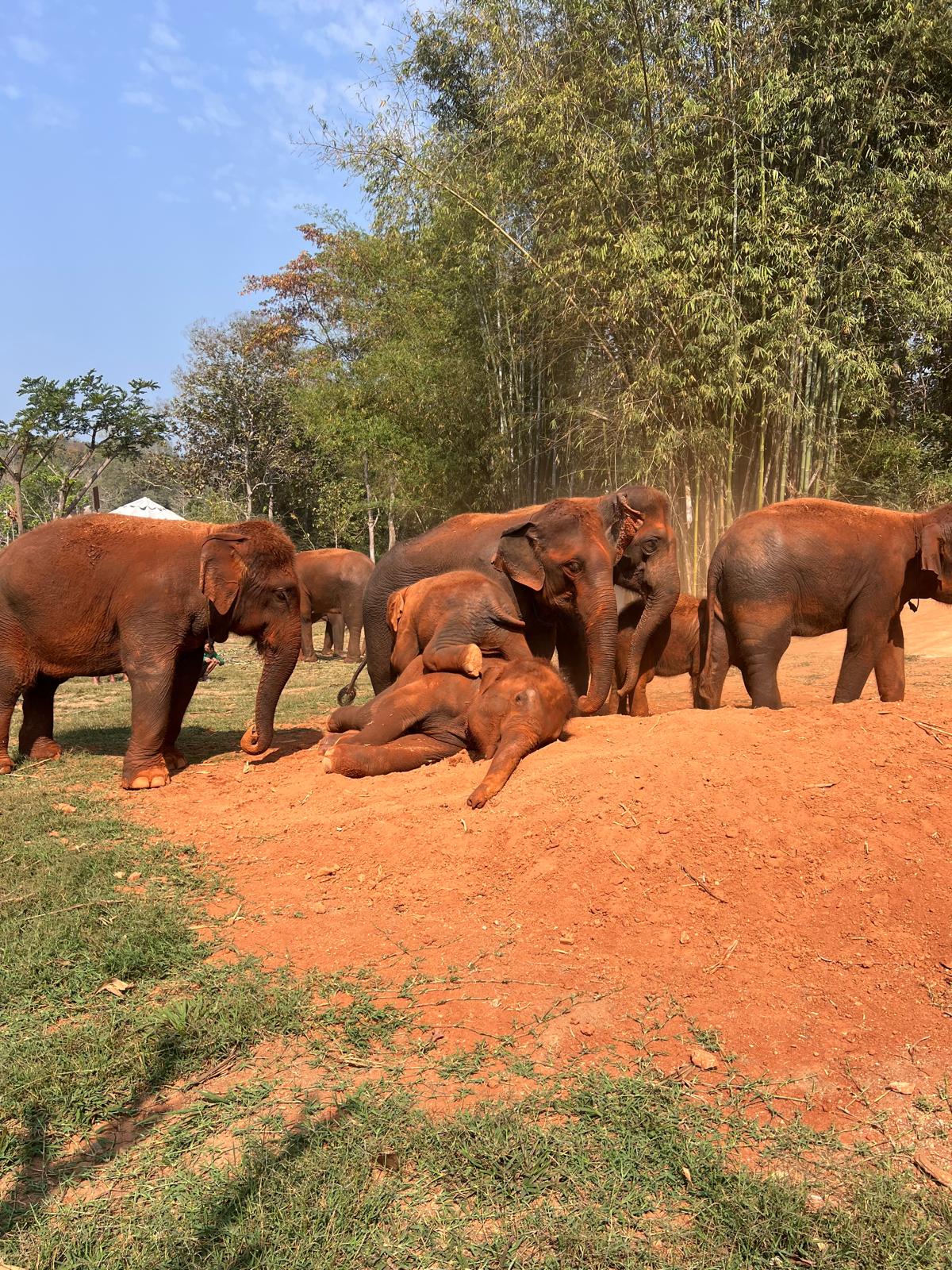 Elephant Experience