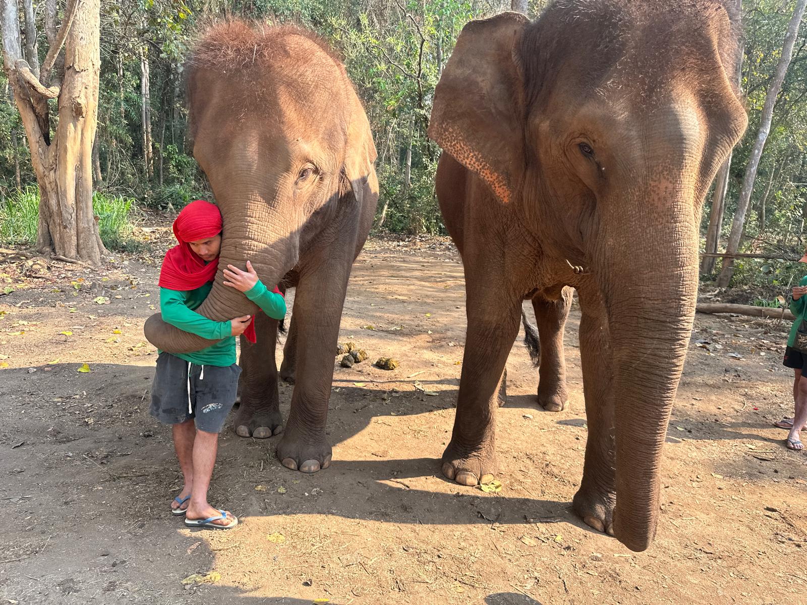 Elephant Experience & Bamboo Rafting